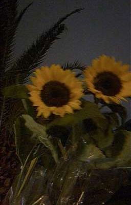[0314]Sun flower 