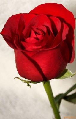 ( 12 chòm sao ) love red roses