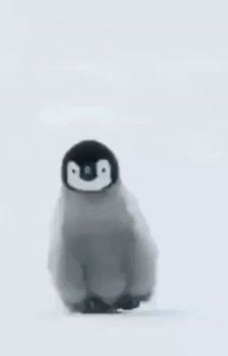 [Alltake/TR] Penguin