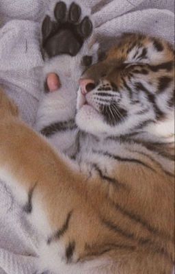 allyuuji • tiger cub