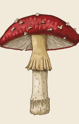 [Art Shop] - Mushroom Team