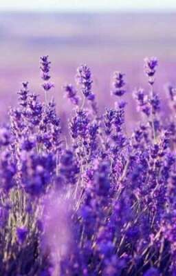 (Bangchin/Sowmin) Lavender và anh \Lavender & you/