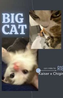 big cat [ Kaichigi ]