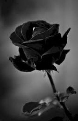 Bông hồng đen nhuốm máu ( OC's backstory ) ( TẠM DROP )