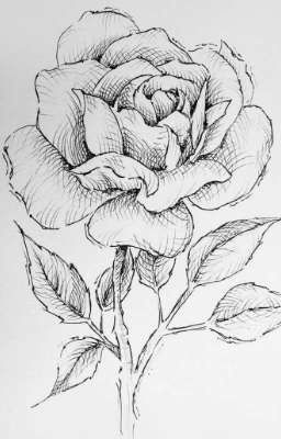 Bông hồng đỏ [oneshot]