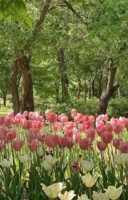 [BrightLaville] Những đóa hoa Tulip