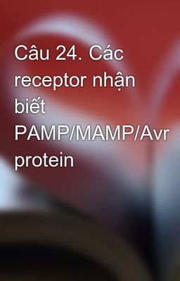 Câu 24. Các receptor nhận biết PAMP/MAMP/Avr protein