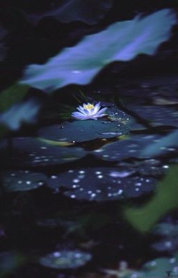 ChoRan - Đầm lầy nở hoa