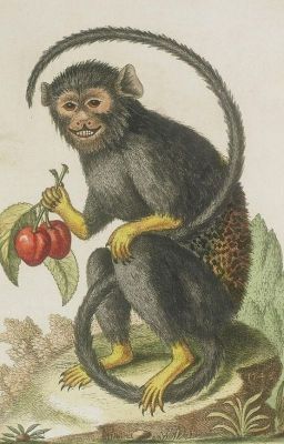 dai-ơ-ri of khỉ