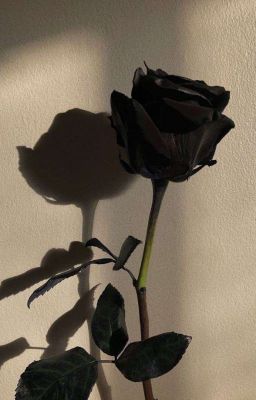[ĐN MI ] Hoa hồng đen