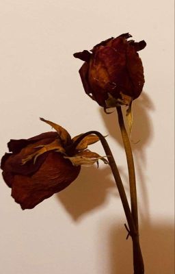 [Edit] Cúc áo hoa hồng [Obikaka]