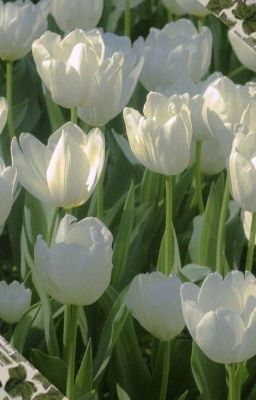 [FirstKhao] White Tulip For U