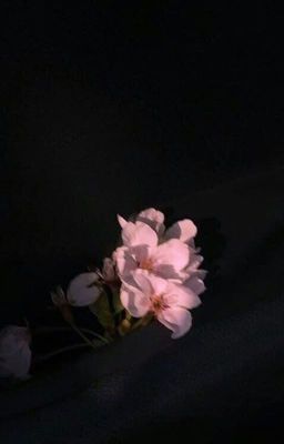 fleur de lis | junhwan