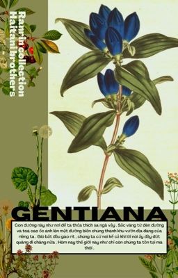Gentiana - RanRin