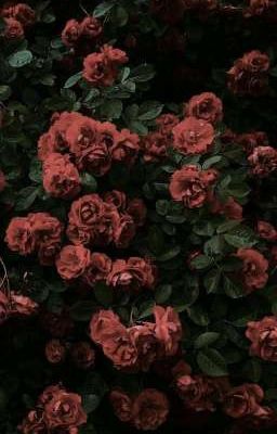 [ GL - FUTA] Hoa hồng.