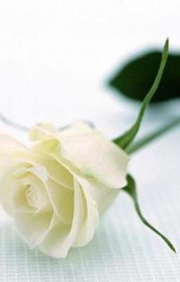 Hoa hồng trắng - Bạn hay tình? (Tiểu Mao) (Truyện ngắn)