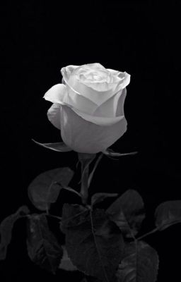 [Hoa hồng trắng ] tác giả: Sở tử giới