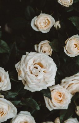 [Jensoo] [Series] White roses