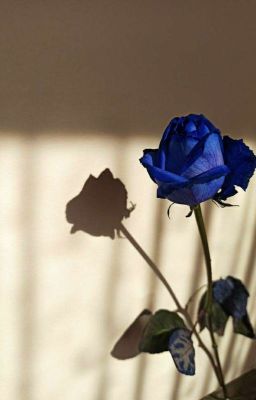 [KaiNess] Blaue Rose