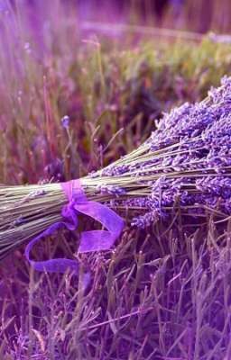 Love Of Lavender 