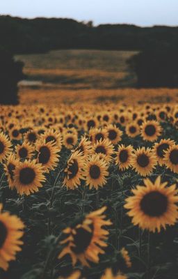 [MarkHyuck/NCT] Sunflower