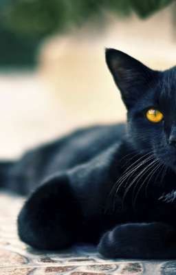 mèo đen(One shot)