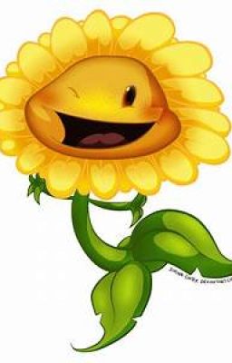 Một ngày tập chạy của sunflower