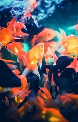ninh dương - goldfish 
