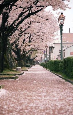 nomin ; cherry blossom