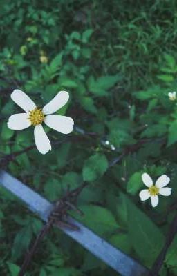 [On2eus] | Bông hoa trắng trong bụi kẽm gai