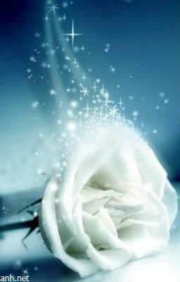 [Oneshot] [JunSeob] Hoa hồng trắng