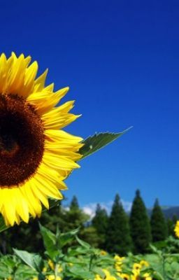 [Oneshot] [Yulsic] Sunflower