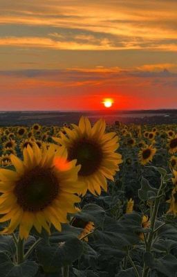 | Rinisa | Sunflower 