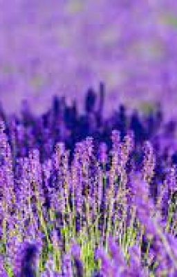 See you at the lavender garden!