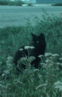 [seokhao] mèo đen