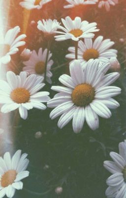 Series| Hys•Kmh| Gặp anh ngày hoa nở