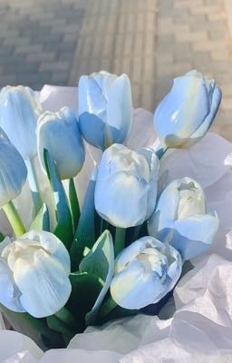 [SooJun][Fanfiction] hoa Tulip xanh