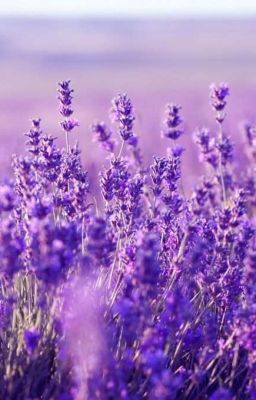 Sự Tích Hoa Lavender