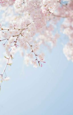 《Tanjiro x Zenitsu》::Mùa hoa anh đào