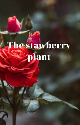 The strawberry plant