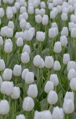 Tôi ước mình là đoá tulip trắng