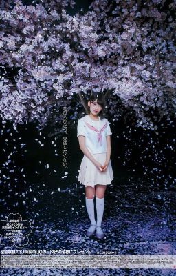 [Trans] For Sakura