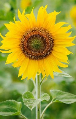 Tự truyện tâm linh - Nghiệp âm sunflower12080810