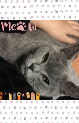 [Tường Lâm] Chi bằng nuôi một bé mèo trước khi yêu đương