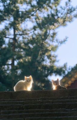 tùy bút- Trước cổng đền có hai chú mèo nhỏ.