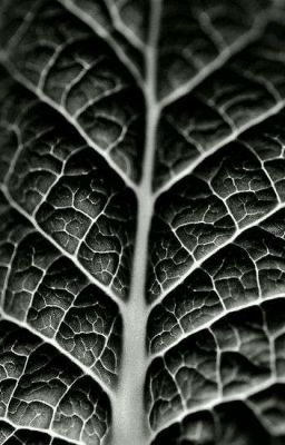 VMin | Leaf