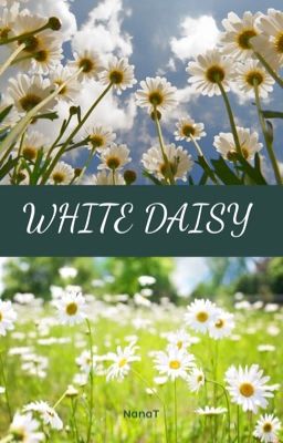 White daisy (FULL)