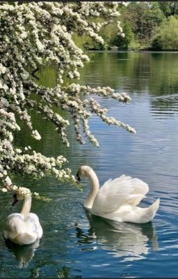 White Swan | Shinez