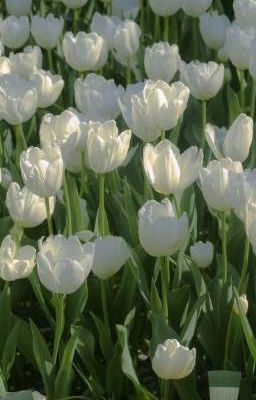 white tulips 🤍