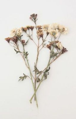 [Wongyu] Flower - Màu hoa cải
